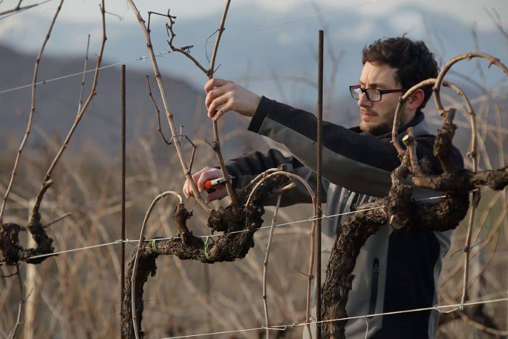 Mit vollem Einsatz im Weinberg für beste Weine & Prosecco