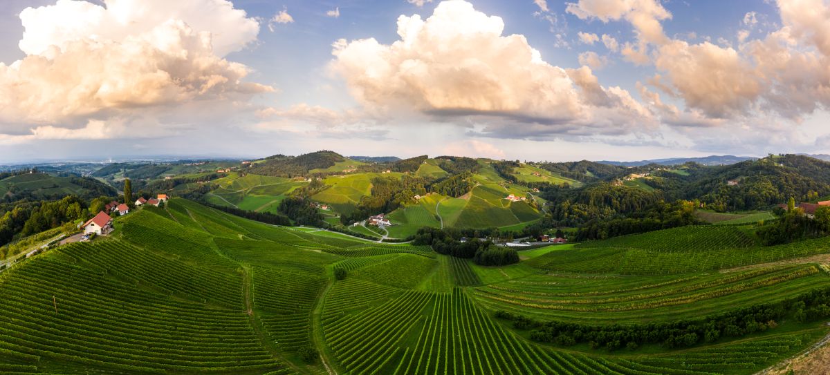 Bild. Wein aus der Südsteiermark