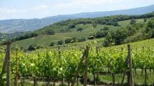 Weingut Casisano – Le terre del Brunello e Rosso di Montalcino – Weine aus Italien