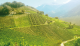 Kellerei – Chanton Weine in Visp – Weine aus Wallis – Schweiz