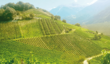 Kellerei – Chanton Weine in Visp – Weine aus Wallis – Schweiz