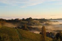 Weingut Riegelnegg Olwitschhof – Weine aus der Südsteiermark