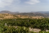 Di Giovanna Weine, Olivenöl, Weintourismus – Terre Sicane – Italien
