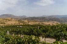 Di Giovanna Weine, Olivenöl, Weintourismus – Terre Sicane – Italien