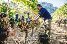 Weingut Domaine de l’Hortus – Weine aus Frankreich