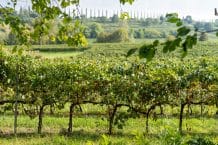 Weingut Ernie Els Wines  – Stellenbosch – Weine aus Kapstadt – South Africa