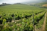 Weingut Fosso Corno vini – Weine aus Italien