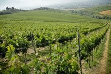 Weingut Fosso Corno vini – Weine aus Italien