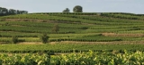 Weingut Höfflin – Schambachtal – Bio Weine aus Deutschland
