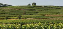 Weingut Höfflin – Schambachtal – Bio Weine aus Deutschland