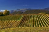 Prosecco TOFFOLI  Vincenzo 1964 – Italien