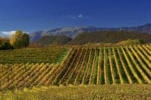 Prosecco TOFFOLI  Vincenzo 1964 – Italien