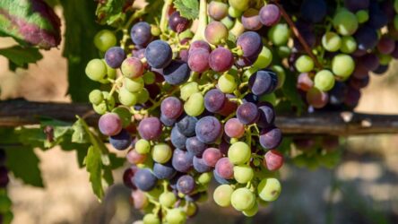 Rebsorten einfach erklärt: Welche Traube passt zu deinem Geschmack, Essen & Anlass?