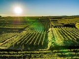 Weine aus dem Kamptal – Langenlois – Weingut Rosner – Familientradition seit 1987