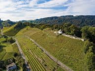 Tobias wein.gut – Berneck – Weine aus der Schweiz