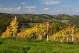 Vegane Weine aus Österreich – 7 Weingut Empfehlungen