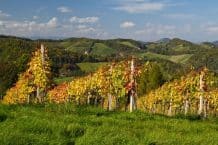Vegane Weine aus Österreich – 7 Weingut Empfehlungen
