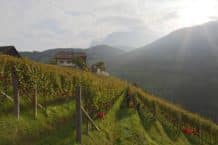 Weingut – Tenuta Ebner in Südtirol – Weine aus Italien