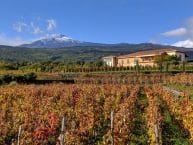 Vini Siciliani Vivera – Weine aus Sizilien
