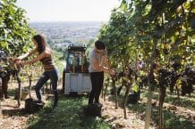 Weingut Gröhl in Weinolsheim (Rheinhessen)