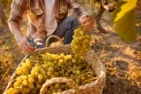 Wann werden Weintrauben für Wein geerntet? Weinsorten & Erntetermine nach Kalenderwochen