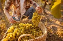 Wann werden Weintrauben für Wein geerntet? Weinsorten & Erntetermine nach Kalenderwochen