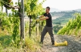 Weinproduktion sinkt weltweit: klimatische Bedingungen im Fokus