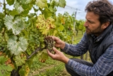 Weinreben-Krankheiten erkennen: Mehltau, Flecken & faule Trauben