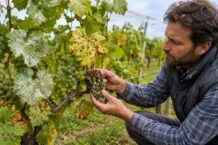 Weinreben-Krankheiten erkennen: Mehltau, Flecken & faule Trauben