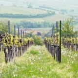 Weinwanderung 2.0 im Wilhelmshof: Termine, Strecke und Tipps für Siebeldingen