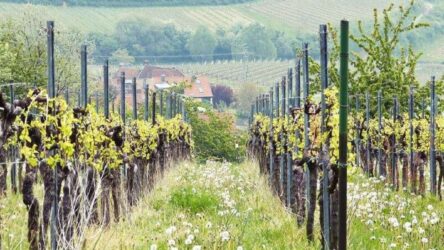 Weinwanderung 2.0 im Wilhelmshof: Termine, Strecke und Tipps für Siebeldingen