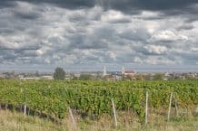 Weinbau – EU-Verordnung zur Pflanzenschutzverordnung gekippt