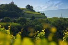 Kellerei Gregor Kuonen – Salgesch – Schweiz