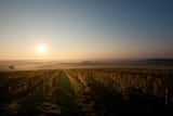 Weingut Tesch Burgenland – Neckenmarkt – Weine aus Österreich
