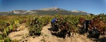 Weingutgruppe Gil Family Estates – Weine aus Spanien