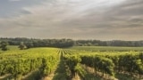 Weingut Domaine Tariquet  – VINS DES CÔTES DE GASCOGNE I.G.P. – BAS-ARMAGNAC A.O.C.