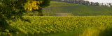 Weingut Graf Adelmann – Weine in bester Qualität