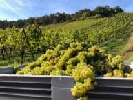 Weingut Gerald & Ralf Baldauf – Franken – Deutschland