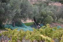 Weingut – Celler Coca i Fito – Bio Weine – Weine aus Katalonien – Spanien