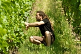 Weingut Dautel – Winzer Christian Dautel – Weine aus Württemberg