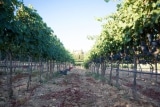 Bodega Son Mayol  –  Spitzenbordeaus aus Mallorca
