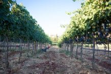 Bodega Son Mayol  –  Spitzenbordeaus aus Mallorca