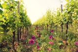 Das Weingut Eymann – ökologischer Weinbau