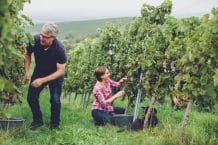 Weingut & Weinhaus Hauck – Bermersheim vor der Höhe – Deutschland