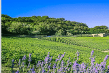 Weingut Icario – Wein & Toskana erleben – Weine aus Italien