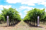 Australische Weine genießen – Weingüter, Jahrgänge – Ratgeber