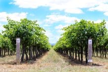 Australische Weine genießen – Weingüter, Jahrgänge – Ratgeber