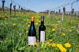 Vinum Virunum – Weine aus Österreich genießen
