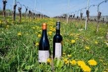 Vinum Virunum – Weine aus Österreich genießen