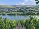 Weingut Martin Conrad – Brauneberg/Mosel – ökologisch angebaute vegane Weine aus erstklassigen Schiefersteillagen der Mittelmosel (Deutschland)